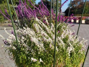 2025年10月30日　植物園3